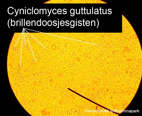 Diarree door Cyniclomyces guttulatus of brillendoosgisten